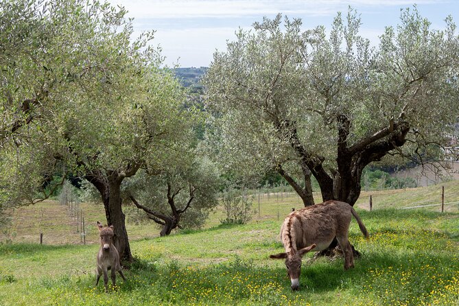 1-Hour Private Tour of the Oil Mill with Tasting in Piedicolle - Inside the Oil Mill: Step-by-Step Production Process