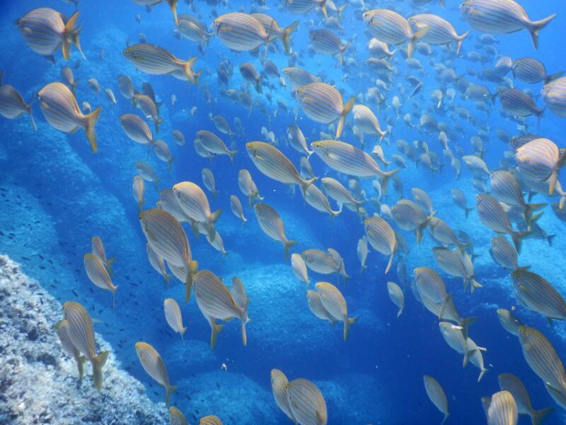 1-Hour Snorkeling Tour in Paraggi Bay, Portofino - Exciting Snorkeling in Portofino’s Paraggi Bay for Just $44.41