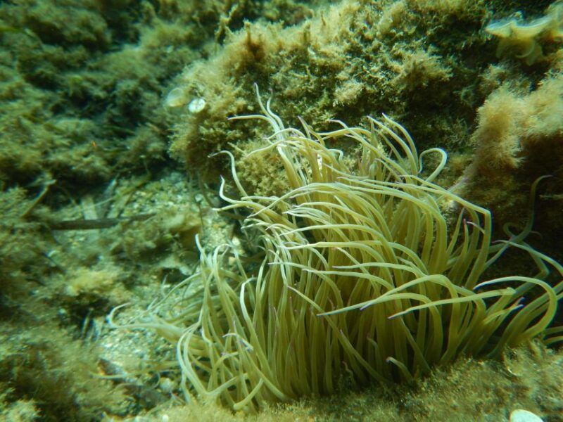 1-Hour Snorkeling Tour in Paraggi Bay, Portofino - Exploring Paraggi Bay’s Marine Ecosystem