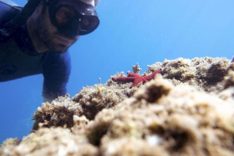1-Hour Snorkeling Tour in Paraggi Bay, Portofino - The Guide and Equipment Used During the Tour