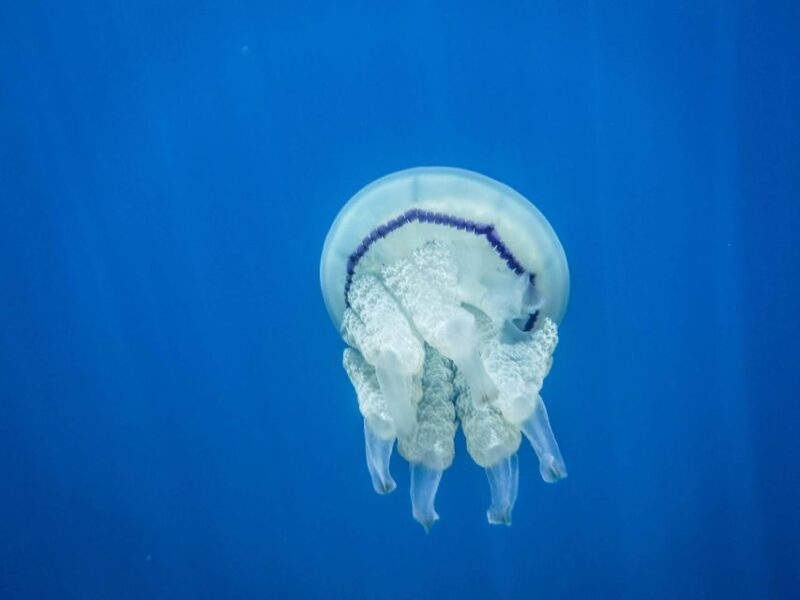 1-Hour Snorkeling Tour in Paraggi Bay, Portofino - Logistics: Meeting Point, Transportation, and Accessibility