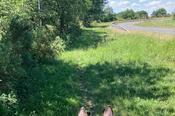 1-hour tourist walk with guide - Pricing and Value for Money