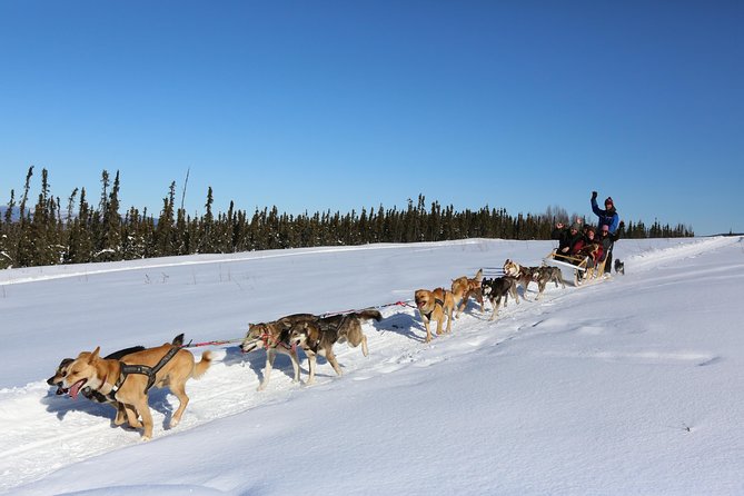 1 hour Winter Dog Sledding in Fairbanks - Discover the Excitement of 1-Hour Winter Dog Sledding in Fairbanks