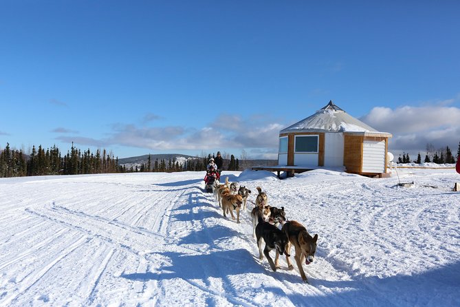 1 hour Winter Dog Sledding in Fairbanks - Addressing Logistical and Communication Aspects