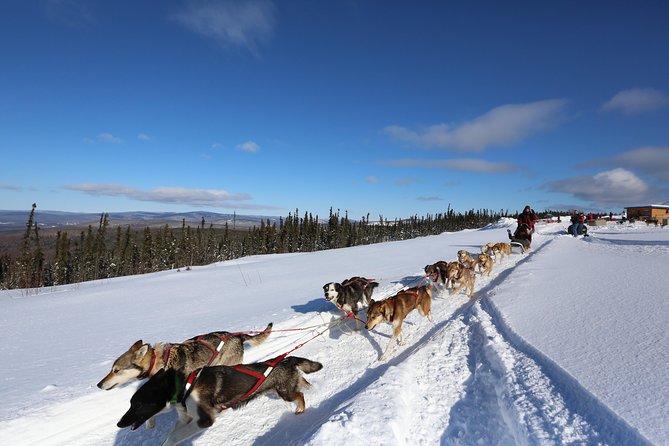 1-hr. Dog Sledding Tour in Fairbanks (without transportation) - Exciting 1-Hour Dog Sledding Adventure in Fairbanks