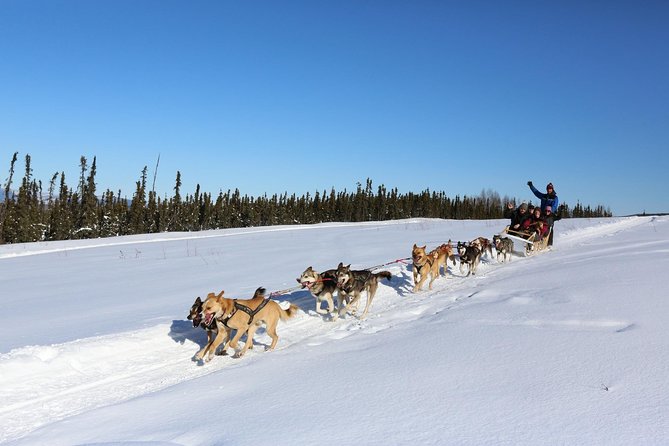 1-hr. Dog Sledding Tour in Fairbanks (without transportation) - Key Points