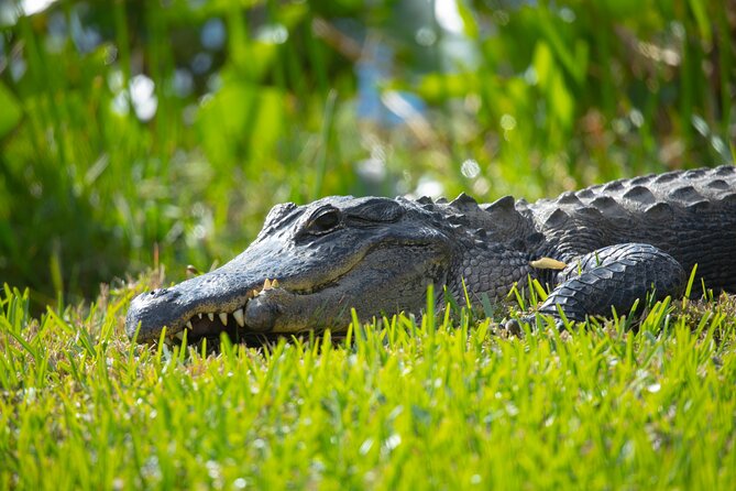 1 hr Private Airboat Everglades Tour near Miami - Wildlife Watching and the Alligator Experience