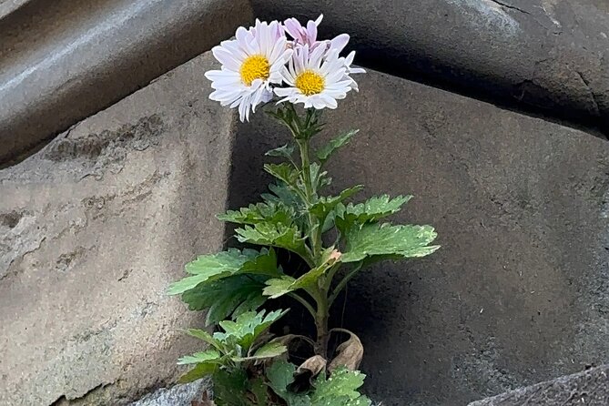 1 or 2 hour Central Park Pedicab Tour. - Suitable Audience for the Central Park Pedicab Tour
