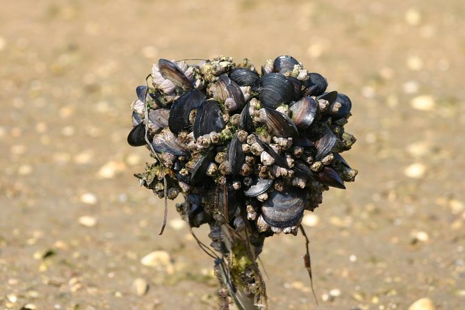 1 or 2 Hour Speed Boat Tour - Ria Formosa - Island Visits: Ilha do Farol and Culatra Island