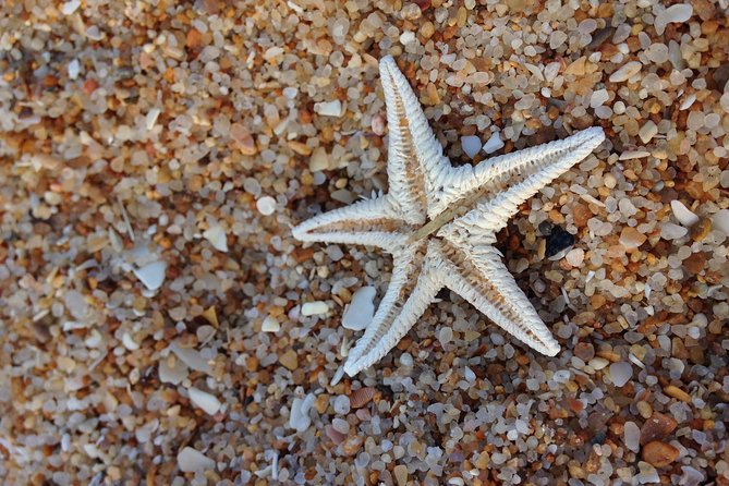 1 or 2 Hour Speed Boat Tour - Ria Formosa - Wildlife and Birdwatching Highlights