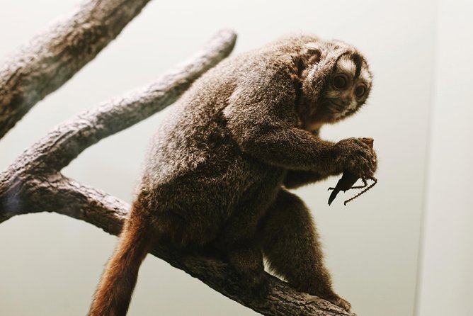 #1 Smithsonian Natural History + American History Museum Tour - Spotlight on the American History Museum’s Treasures