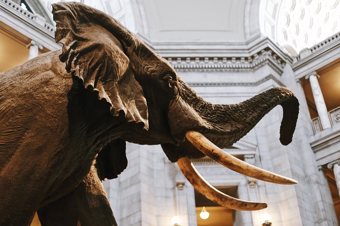 #1 Smithsonian Natural History + American History Museum Tour - Why This Tour Stands Out in Washington DC