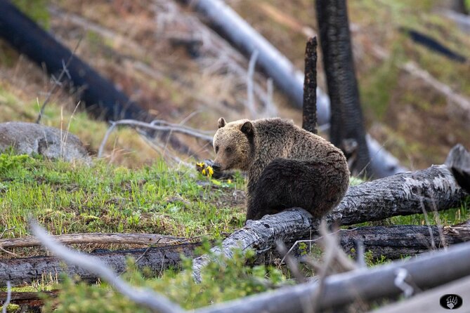 #1 Special Yellowstone Hot Spots Lower Loop From Cody Wy! - Yellowstone Lower Loop Tour: Who Will Enjoy It Most