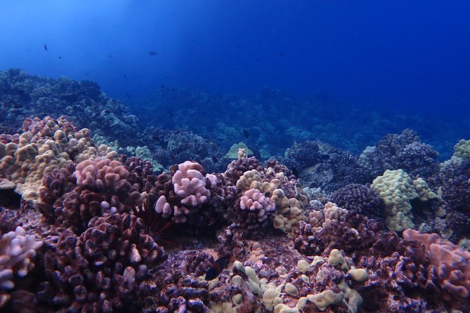 1 Tank Shore Dive at Sea Turtle Cove - Discover the Unique Dive Site of Sea Turtle Cove in Hilo