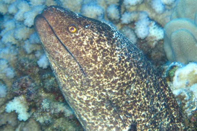 1 Tank Shore Dive at Sea Turtle Cove - What Makes This Shore Dive Stand Out