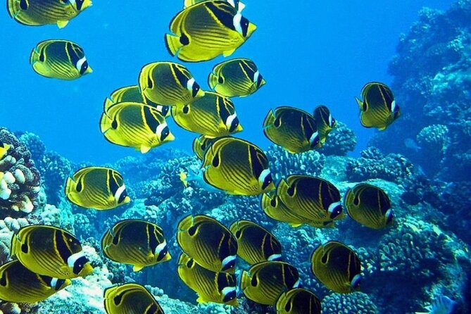 1 Tank Shore Dive at Sea Turtle Cove - The Cost and Value of the One-Tank Shore Dive