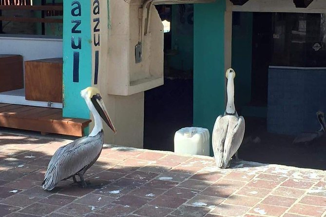 1 to 10 Passengers Vallarta Private City Tour - Pricing, Booking, and Flexibility