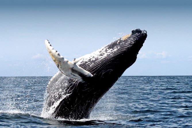 10 Day Iceland with Reykjavik Golden Circle Akureyri Blue Lagoon South Snaefells - An In-Depth Look at the 10-Day Iceland Tour with ARAGO TRAVELS