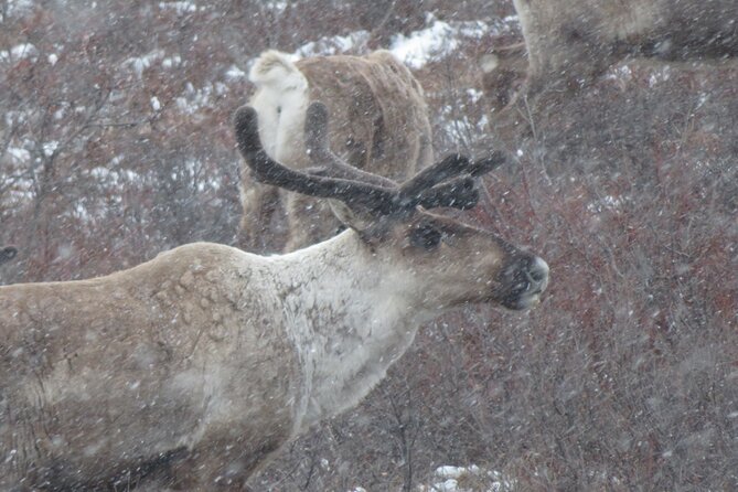 10 Hours Denali Winter Drive in Alaska - Key Points