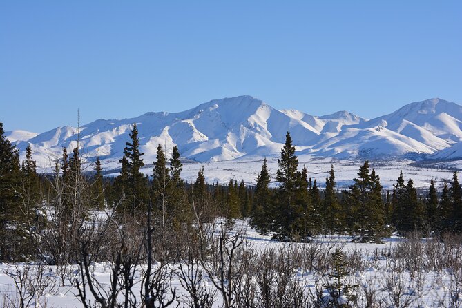 10 Hours Denali Winter Drive in Alaska - Wildlife and Landscape Viewing Opportunities