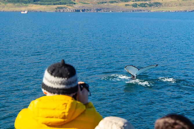 100% Whale Watching - Viewing Opportunities and Likelihood of Sightings