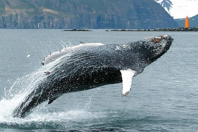 100% Whale Watching - The Food and Refreshments on Board