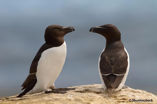1000 Little Penguins Cruise - Exploring the Isle-aux-Grues and the Penguin Habitat