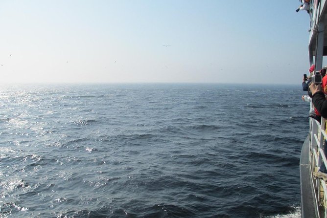 1000 Little Penguins Cruise - What Makes This Tour Stand Out