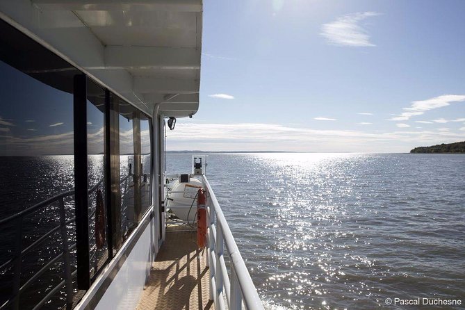 1000 Little Penguins Cruise - Limitations and Considerations