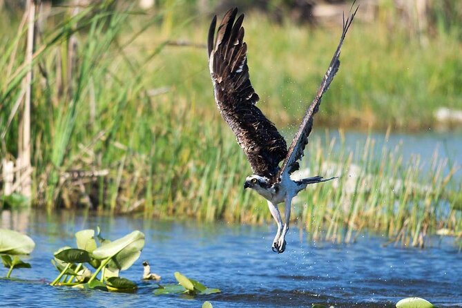 10000 Islands Everglades Boat Tour - Exploring the Scenic Routes of the Everglades and 10,000 Islands