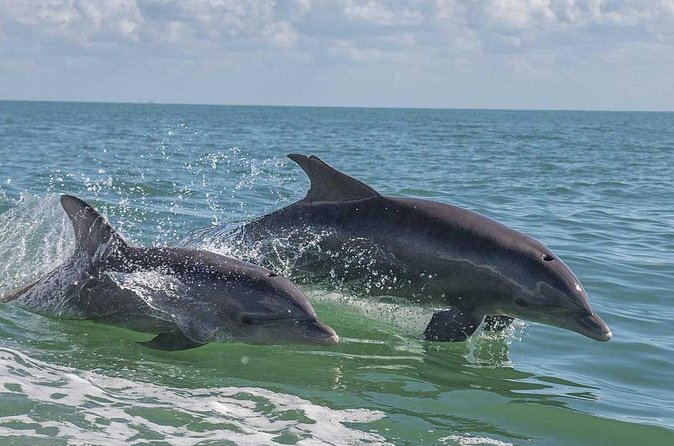 10000 Islands Everglades Boat Tour - Additional Features and Optional Activities