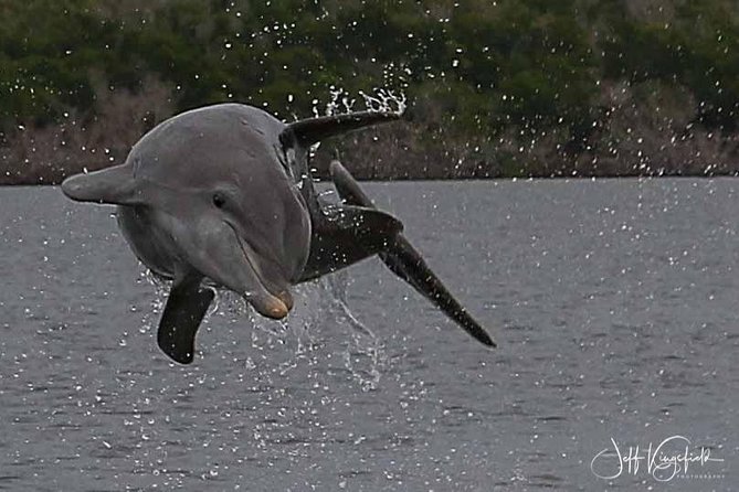 10,000 Islands Excursion Small-Group 3.5 hour Dolphin & Shelling Boat Tour - Shelling on Uninhabited Beaches: What Finds You Might Collect