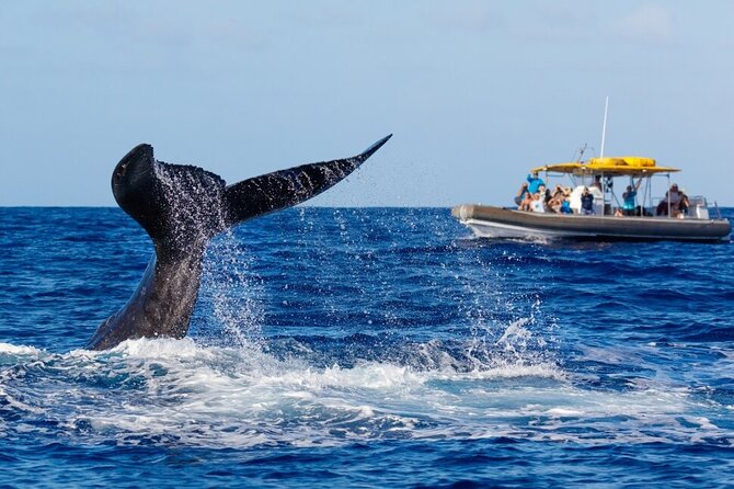 12 Passenger Kaanapali Beach Whale Watch tour. Onboard Whale Mic - Practicalities: Booking, Parking, and What’s Not Included