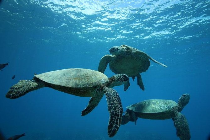 12pm Turtle Canyon Snorkel Adventure - Dive into the 12pm Turtle Canyon Snorkel Adventure in Oahu