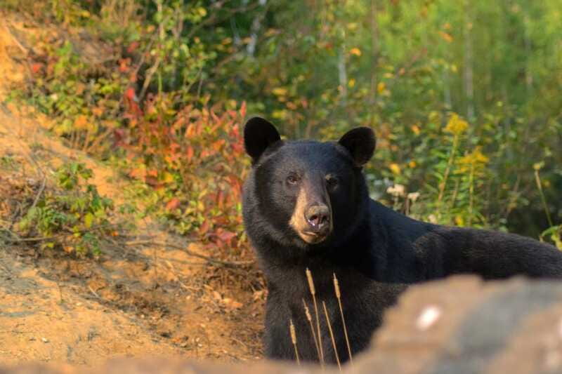 15 min. Tadoussac : Black Bear Observation with Expert Guide - The Balance of Sightings and Expectations