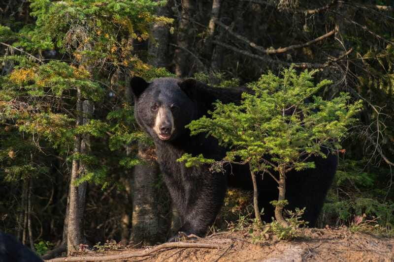 15 min. Tadoussac : Black Bear Observation with Expert Guide - Experience Provider and Similar Tours