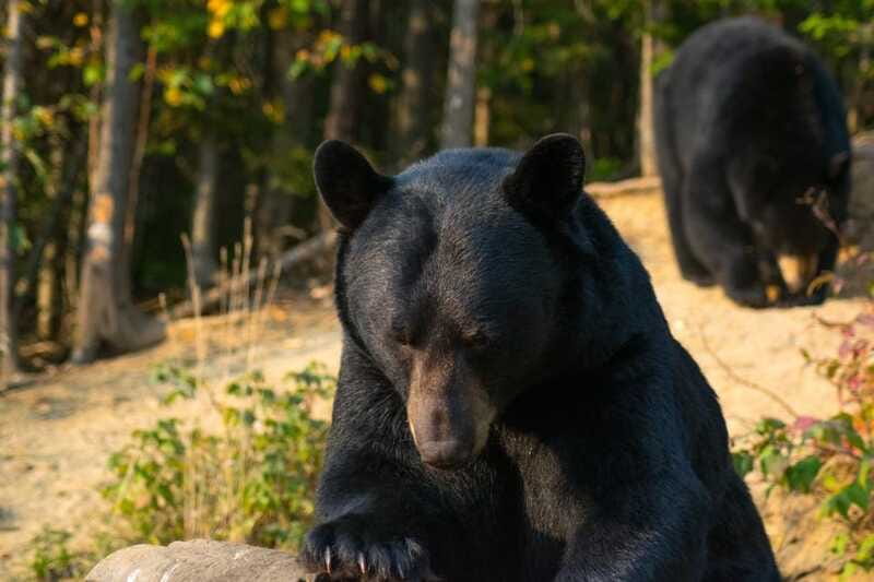 15 min. Tadoussac : Black Bear Observation with Expert Guide - Final Thoughts on the Black Bear Observation Tour