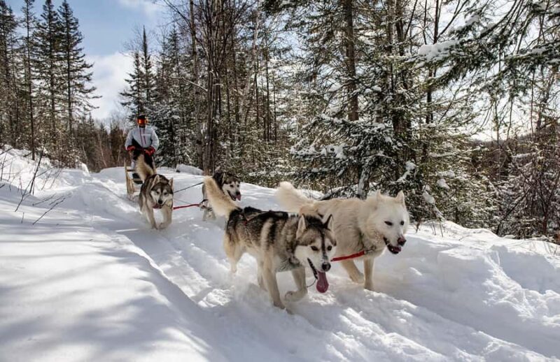 15 min. Tadoussac : Dog Sled Excursion in Saguenay Fjord - What to Expect During the Dog Sled Excursion
