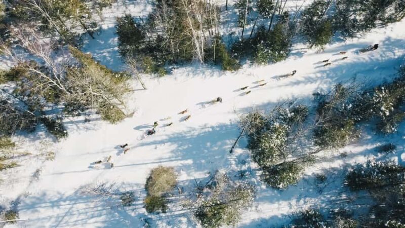 15 min. Tadoussac : Dog Sled Excursion in Saguenay Fjord - Why Choose This Dog Sled Excursion in Saguenay Fjord?