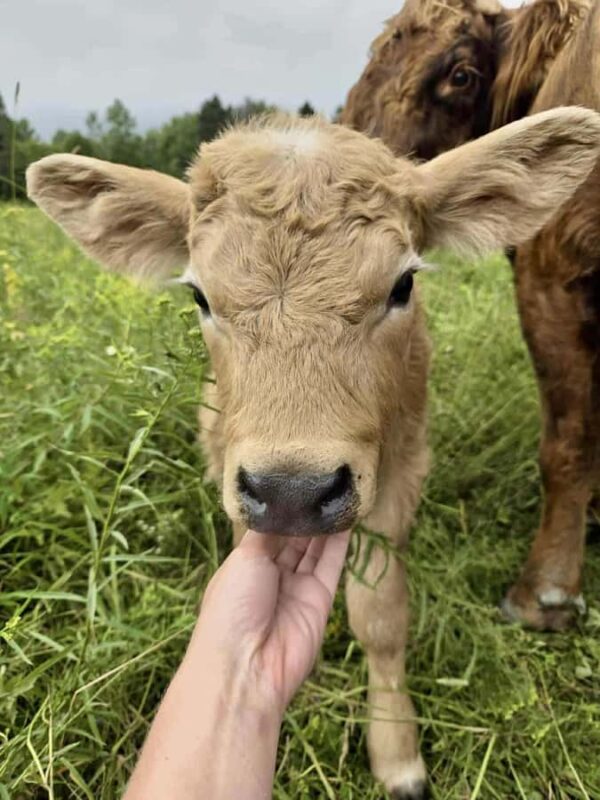 15 min. Tadoussac: Free visit to the animal shelter and farm - Meet Quebec’s Iconic Animals at the Farm and Refuge in Tadoussac