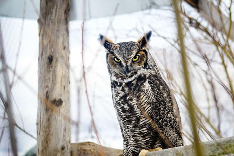 15 min. Tadoussac: Free visit to the animal shelter and farm - Key Points