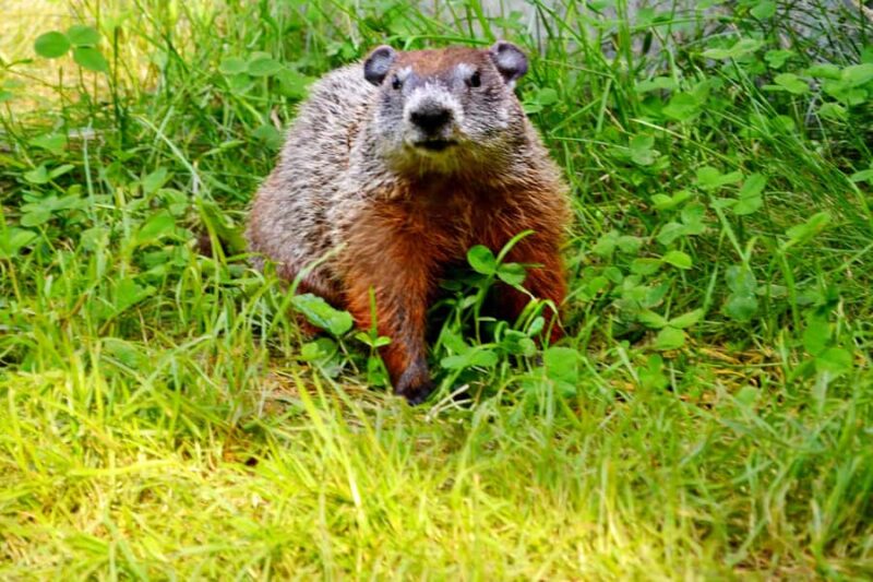 15 min. Tadoussac: Free visit to the animal shelter and farm - Accessibility and Suitability for All Visitors