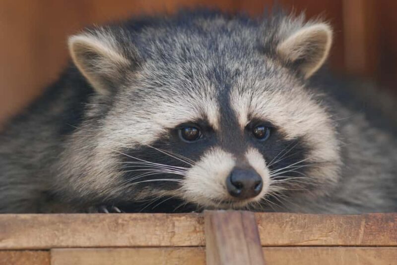 15 min. Tadoussac: Free visit to the animal shelter and farm - Practical Details: When and How to Visit