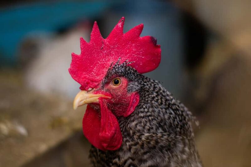 15 min. Tadoussac: Free visit to the animal shelter and farm - Limitations and Considerations