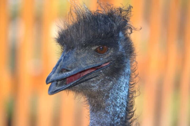 15 min. Tadoussac: Free visit to the animal shelter and farm - Why This Tour Is Ideal for Specific Visitors