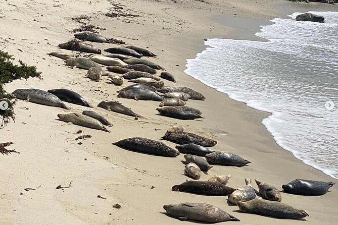 17-Mile Drive Electric Bike Guided Tour - Discovering Historic and Natural Sites
