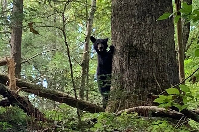 2.5-3 hour Smoky Mountain Cherokee Blue Ridge Parkway Safari tour - Value for Money and Booking Tips