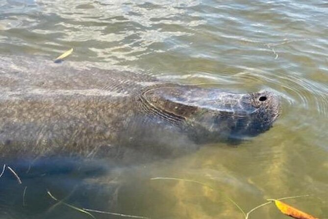 2.5 Hour Kayaking with Manatee and History Tour in Tarpon Springs - Pricing and Value for Money