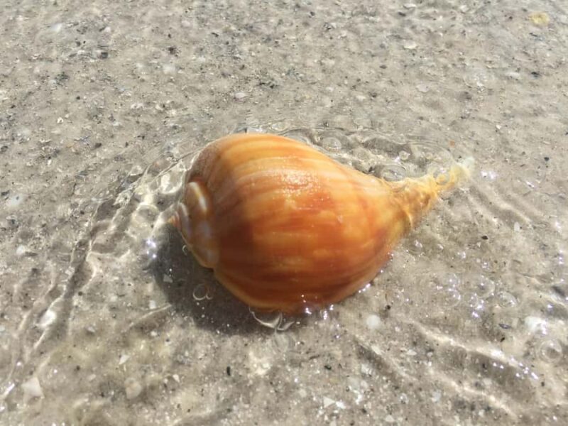 2.5 Hour Shell Key Island Adventure - Dolphins And Shells - Key Points