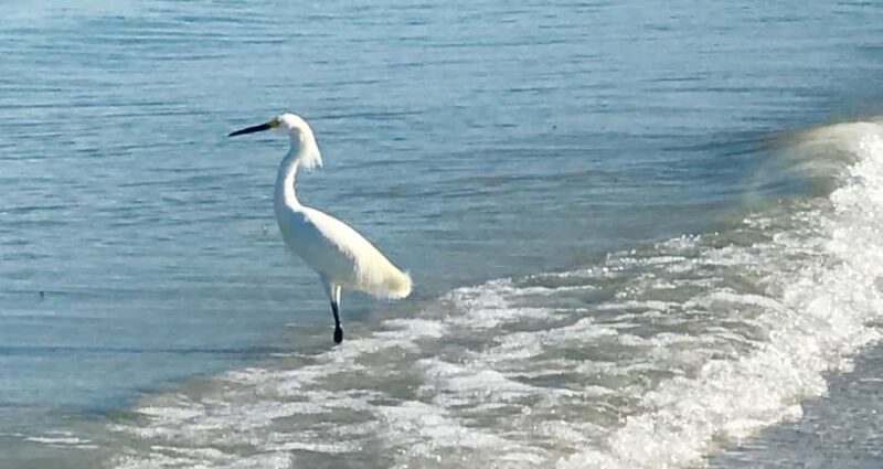 2.5 Hour Shell Key Island Adventure - Dolphins And Shells - What to Expect on the 2.5-Hour Tour